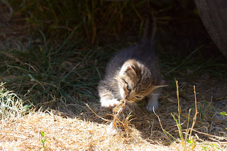 tiny feral tabby kitten investigates a plant