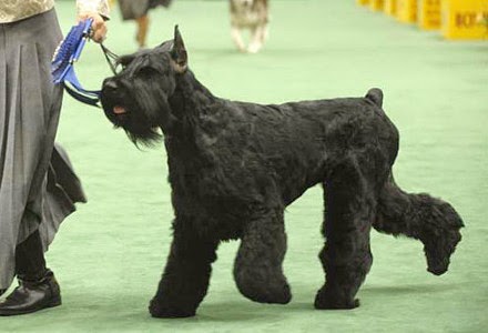 schnauzer%2Bgigante%2Bnegro.jpg