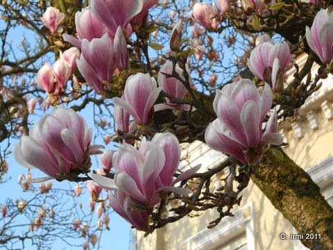 Dies Und Das Vom Neckarstrand Frohe Pfingsten