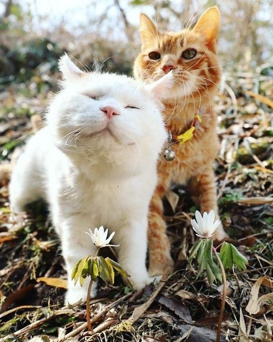 Couple Kittens - Lovely Cat