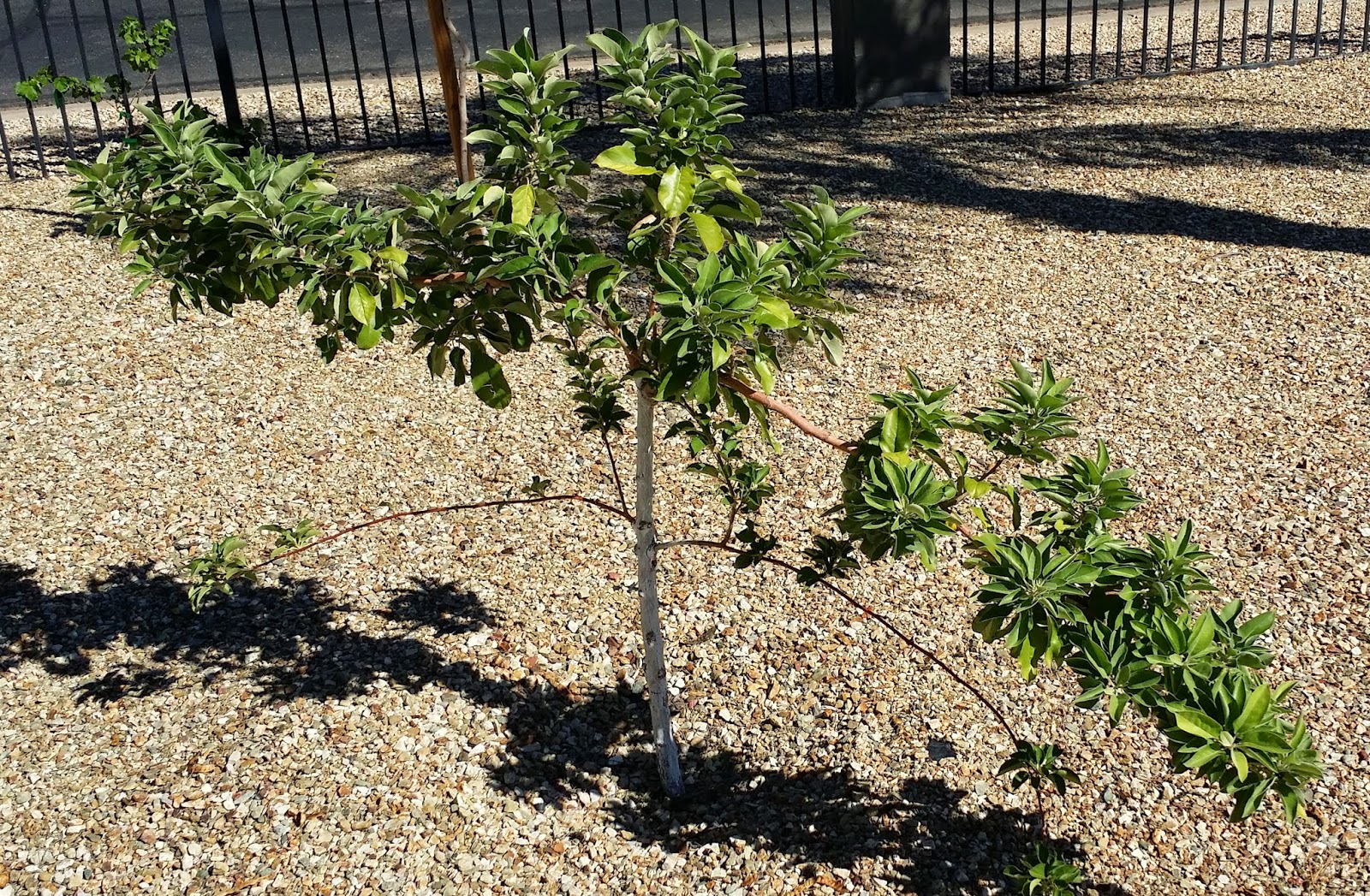 Wild Fiction Fuji Anna Espalier Apple Cocktail