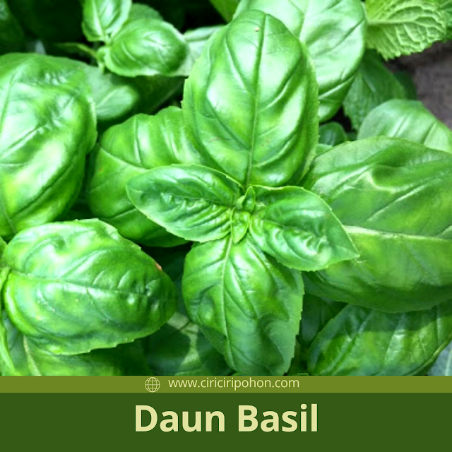 Ciri Ciri Pohon Basil