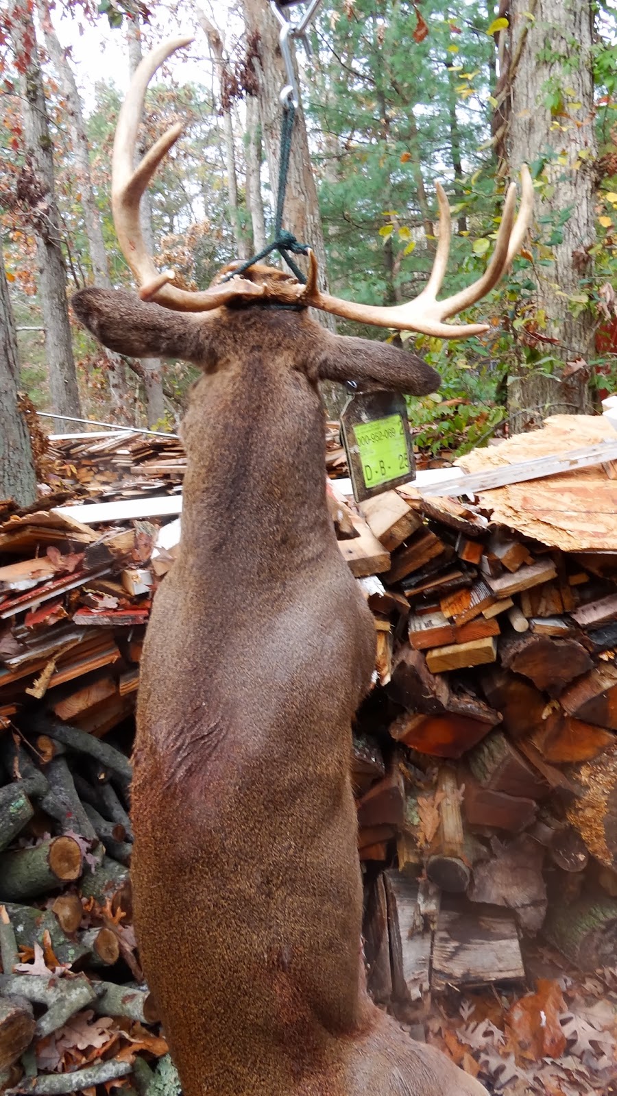 South Jersey Deer Hunt November 2013