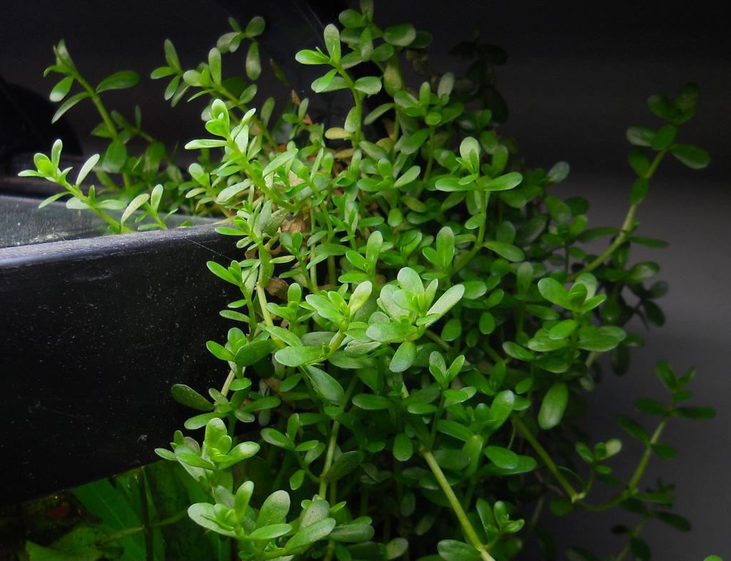 Aquascape Tema Sawah – Gambar.se Aquascape Tema Sawah – Gambar.se