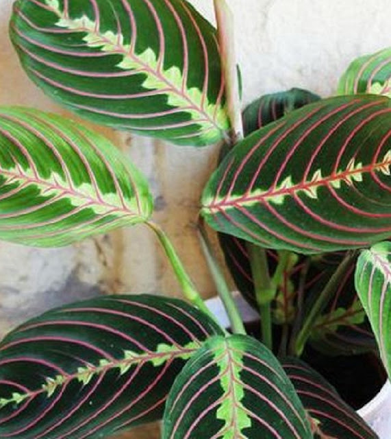 Jenis Calathea Jenis Calathea