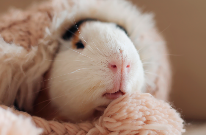suavidad cobaya fotografia Kevin