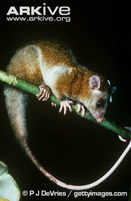 Central American Woolly Opossum