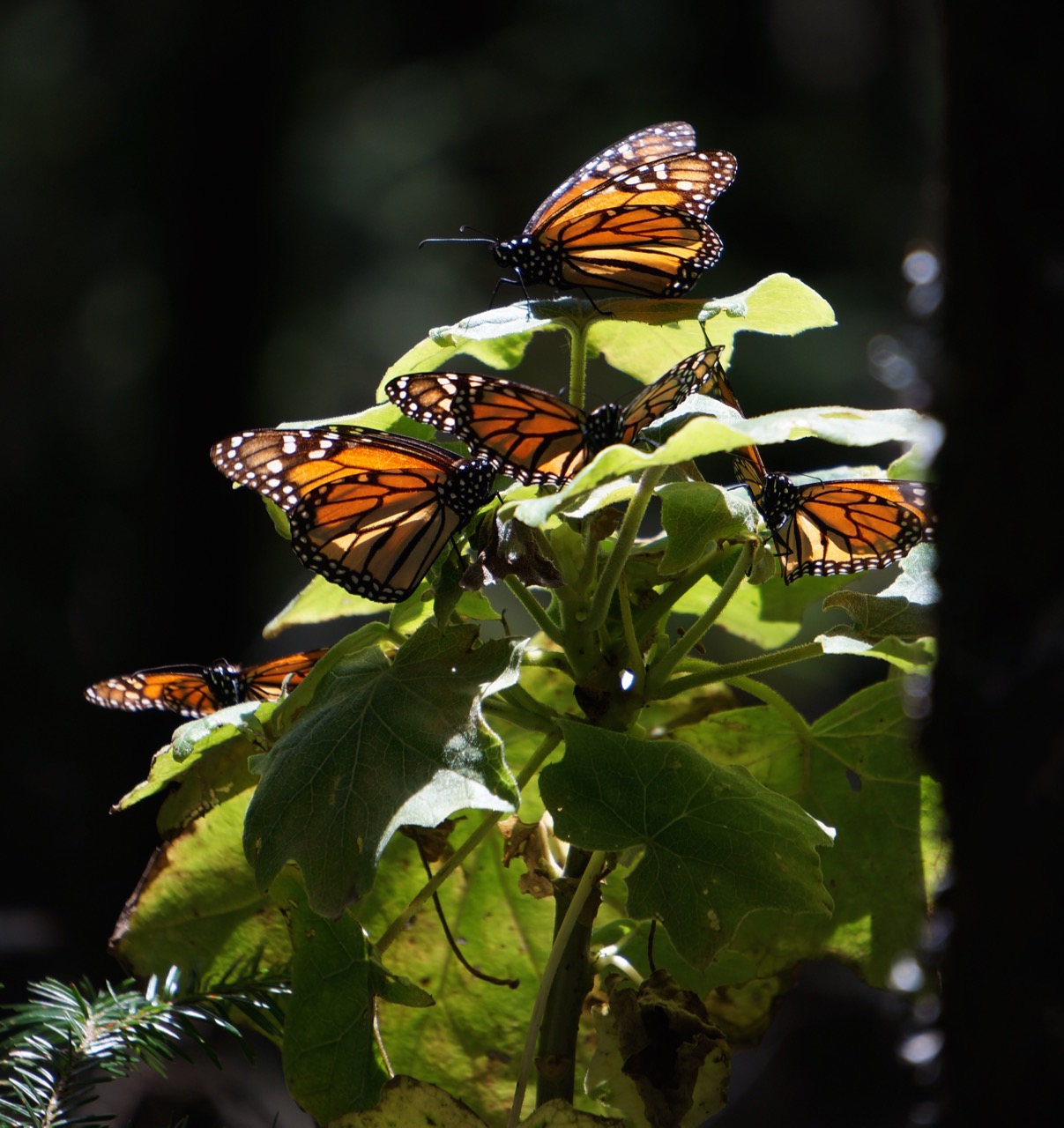 Sailing Intermezzo Morelia, Butterflies and Pátzcuaro Redux