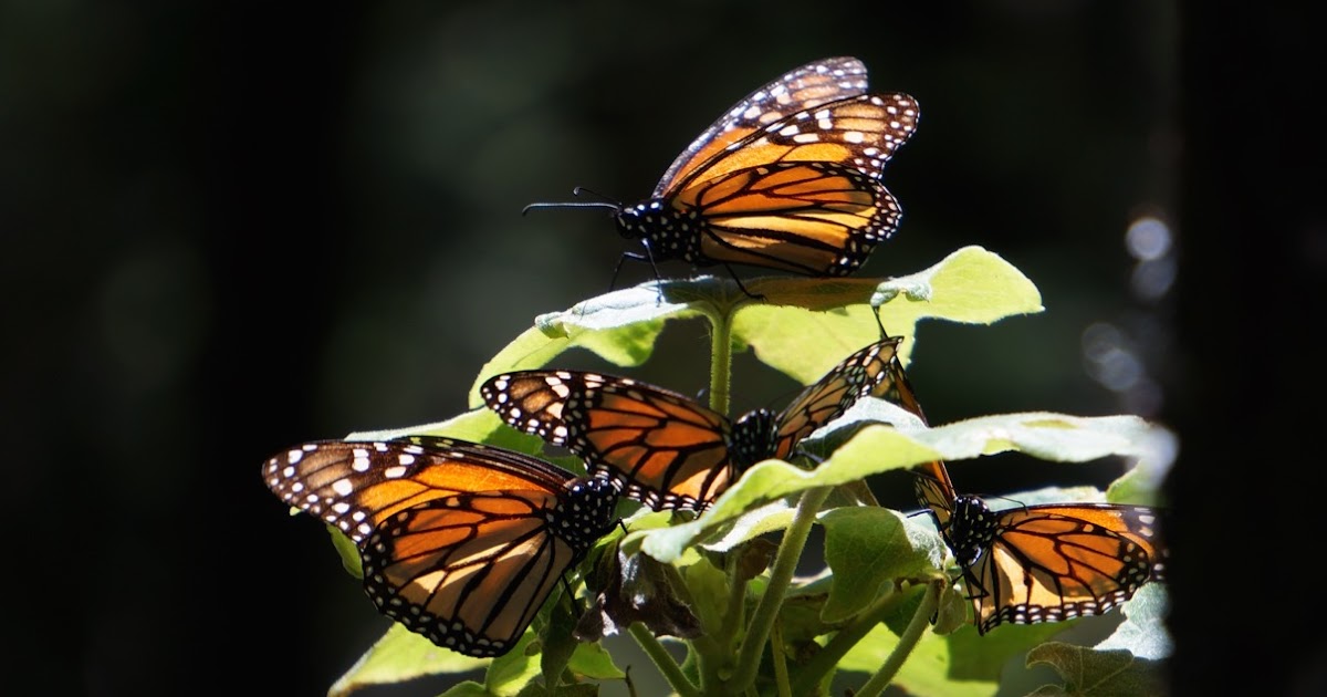 Sailing Intermezzo Morelia, Butterflies and Pátzcuaro Redux