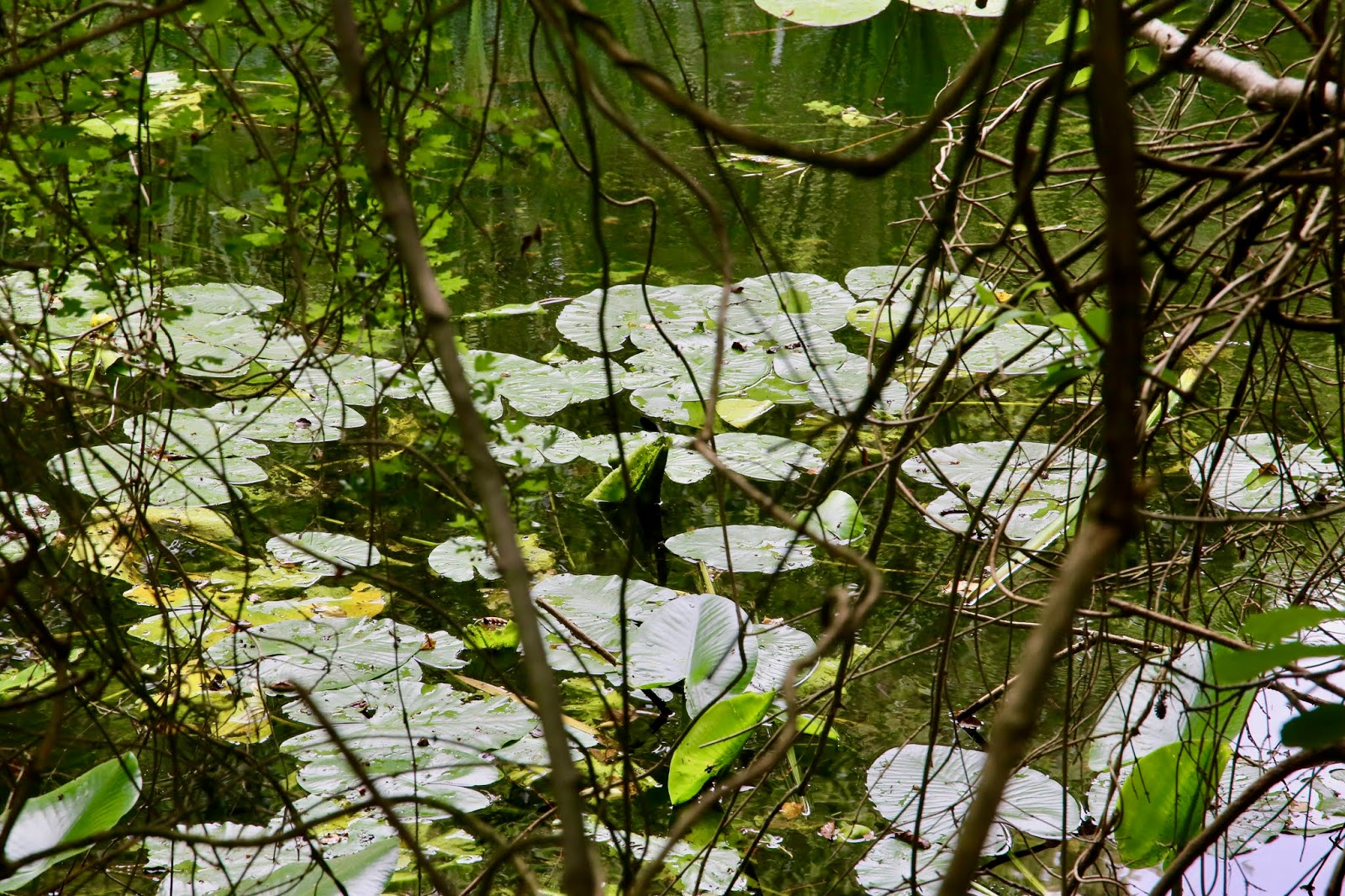 B Werder Wandervogel