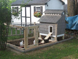 chicken coop coops backyard building chickens tips plans cape community designs build collect urban usen alan posted am later december