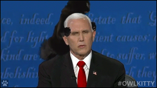 Art Cat GIF • Hilarious black cat shakes Mike Pence's head! Hahaha! Art Cat GIF • Hilarious black cat shakes Mike Pence's head! Hahaha!