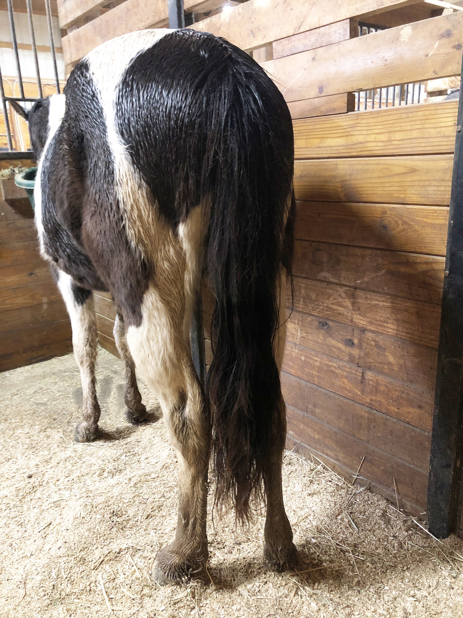 A Student of the Horse The tail wrap