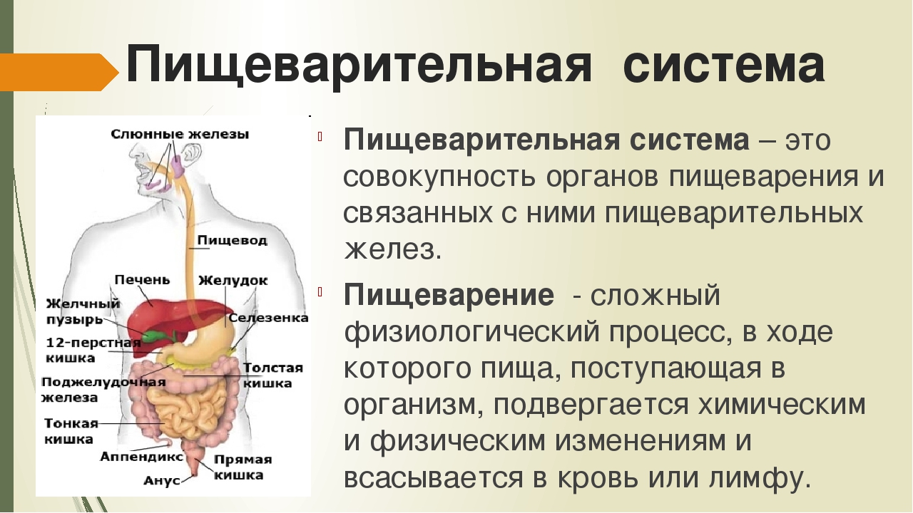 В ротовую полость открываются протоки желез: найдено 89 картинок