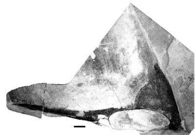 Tupandactylus skull