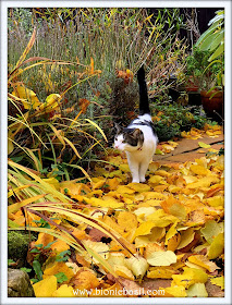 Melvyn's Autumn Adventure ©BionicBasil® The Sunday Selfies