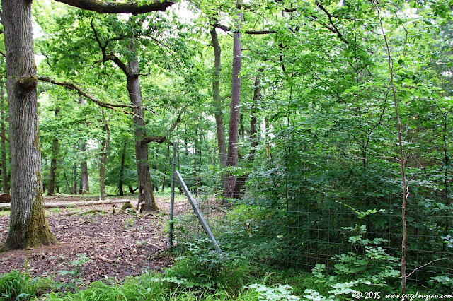 parcelle en régénération naturelle après coupe et nécessitant un engrillagement ! parcelle en régénération naturelle après coupe et nécessitant un engrillagement !