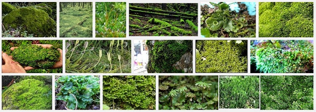 Pengertian Dan Klasifikasi Tumbuhan Lumut Kumpulan Juknis