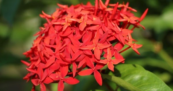 Contoh Deskripsi  Singkat Bunga  Asoka dalam  Bahasa  Inggris  