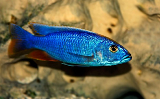 Cara Memelihara Ikan Lemon Biru
