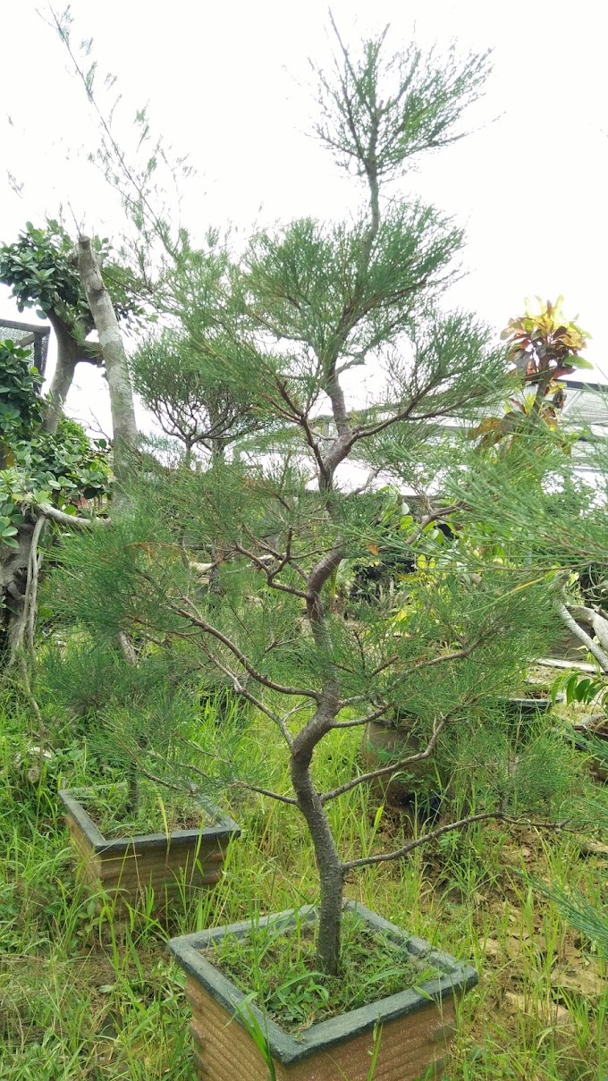 CARA MEMBENTUK LIUKAN/GERAK BATANG CEMARA UDANG UNTUK BONSAI TAMAN CANTIK
