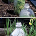 Create a Mini Greenhouse Using 2-liter Soda Bottles
