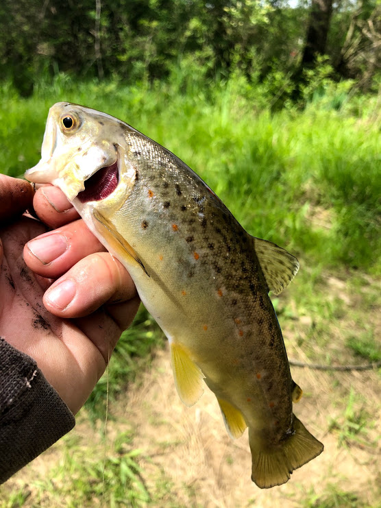 Trout Fishing in Pine Creek in North Park, Pittsburgh
