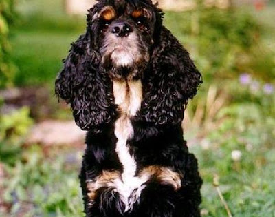 Animals Unique: American Cocker Spaniel Dog