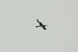 birds lots rainy cold common