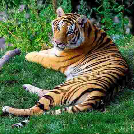 लघुकथा : बाघ का दर्द विश्व बाघ दिवस पर कहानी Story On International Tiger Day