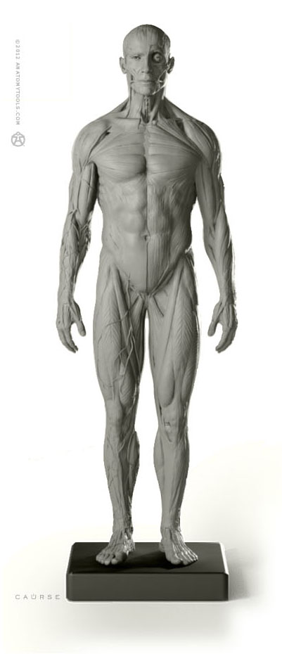 AnatomyTools.com: Announcing Brand New 12” Sculptures of the “Ideal Male”