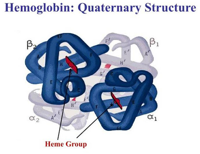 Quaternary structure exists in proteins