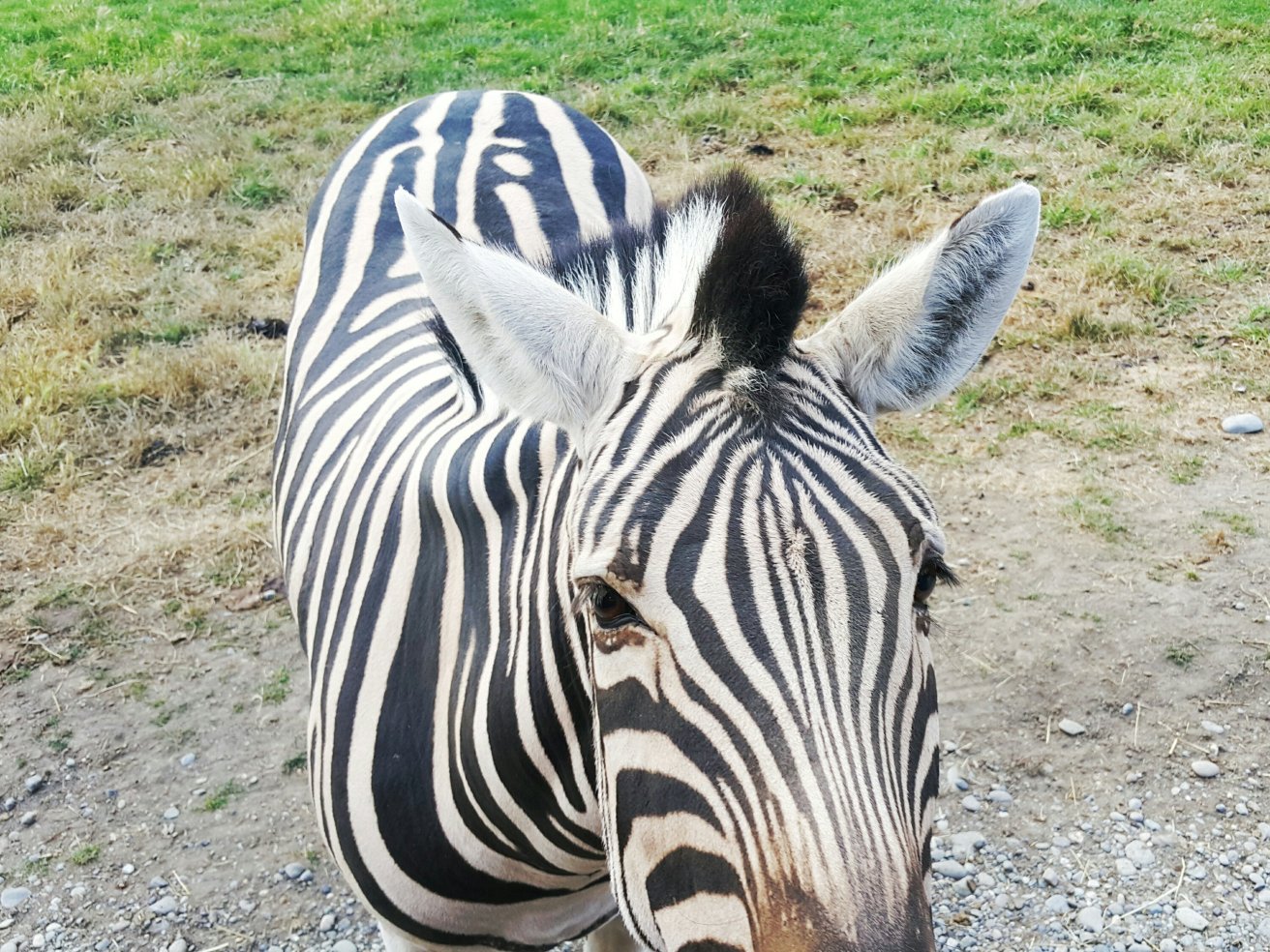 Sequim Game Farm Zebra