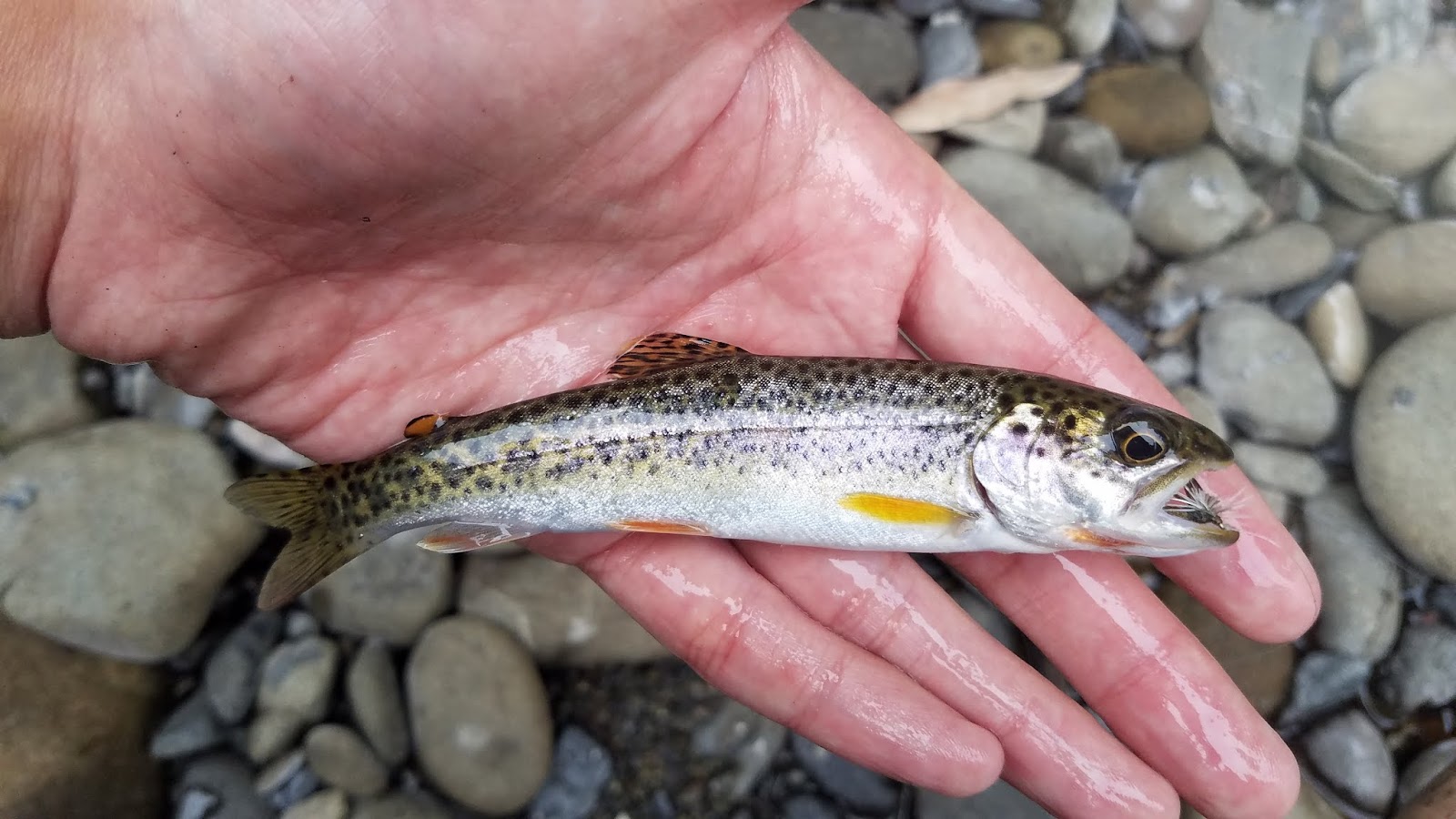 Keep Calm and Fly Fish California Heritage Trout Challenge 3 Coastal