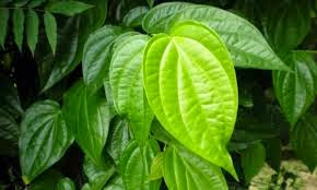 Manfaat Daun Sirih Bagi Kesehatan Manfaat Daun Sirih Bagi Kesehatan