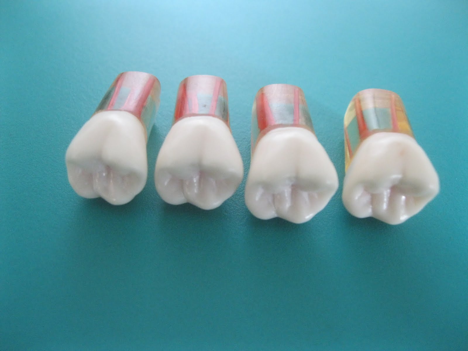 TYPODONT JAWS AND TEETH ENDODONTIC TYPODONT TEETHNISSIN