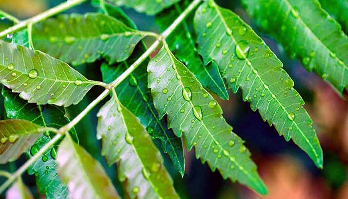 Neem leaves to increase immunity! রোগ প্রতিরোধ ক্ষমতা বাড়াতে নিমপাতা!