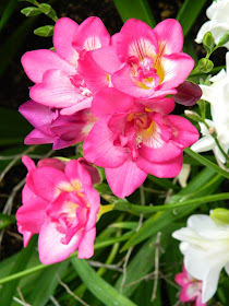 Pink freesia Centennial Park Conservatory 2015 Spring Flower Show by garden muses-not another Toronto gardening blog