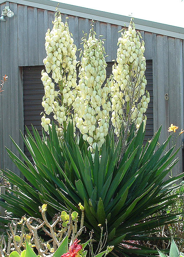 Fruits Seeker Yucca baccata yucca banana frutti