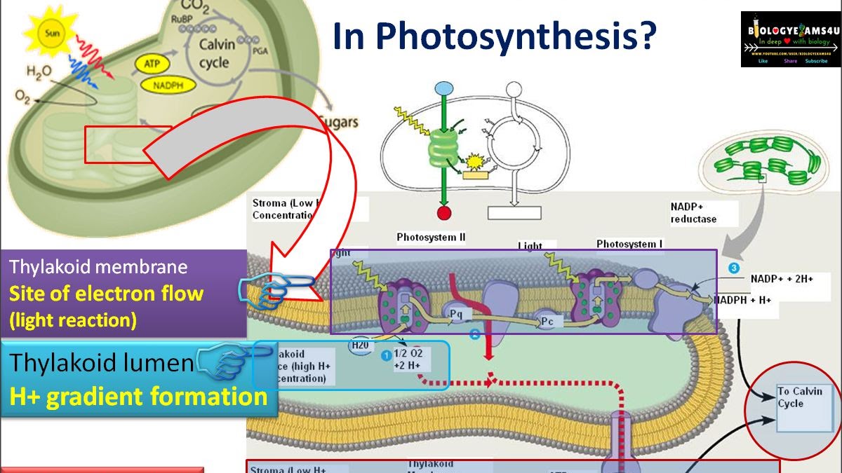 Chemiosmosis and ATP synthesis in Photosynthesis Simplified steps