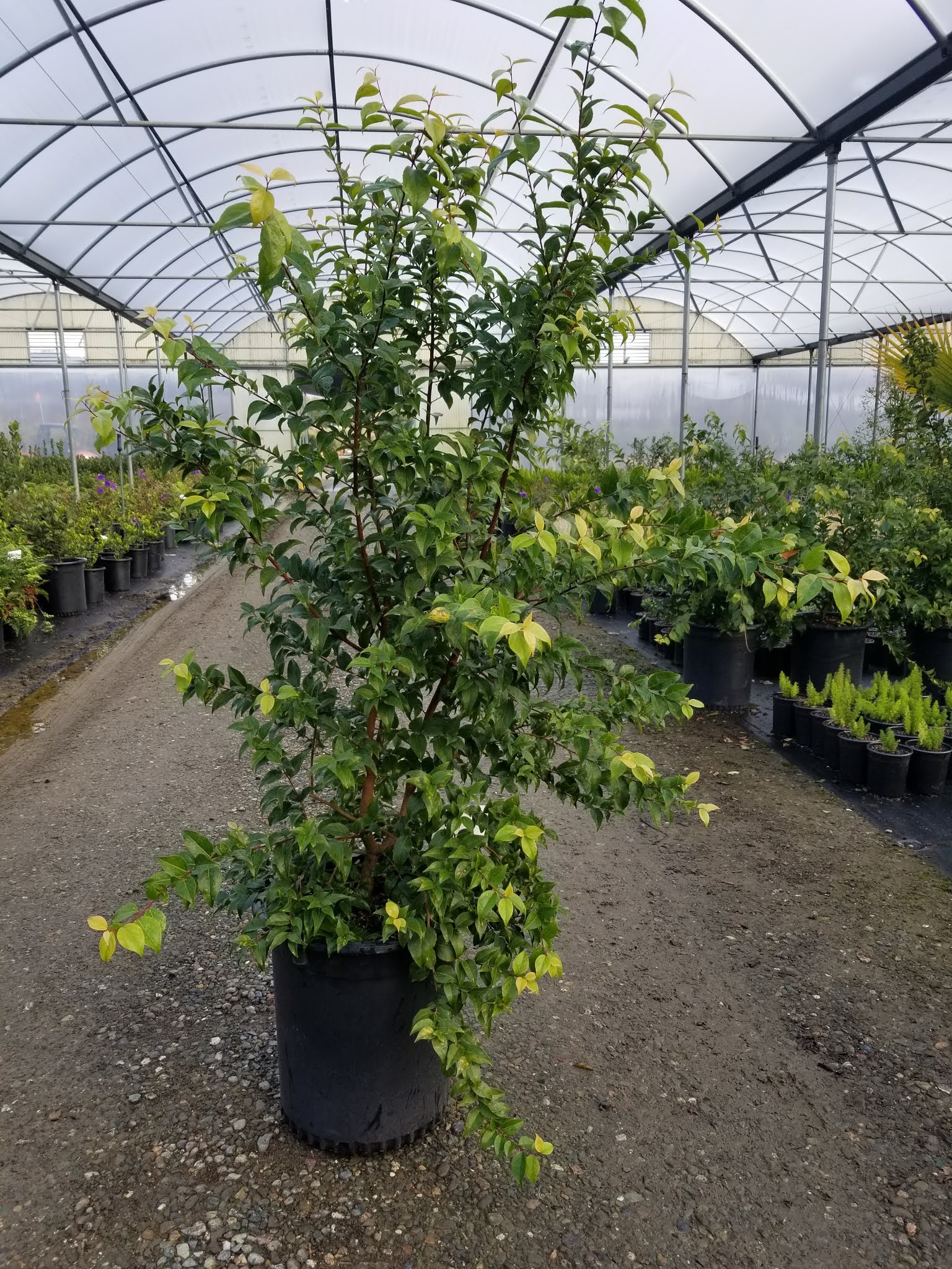 Recent Plant Photos at Western Tree Nursery Xylosma congestum 15