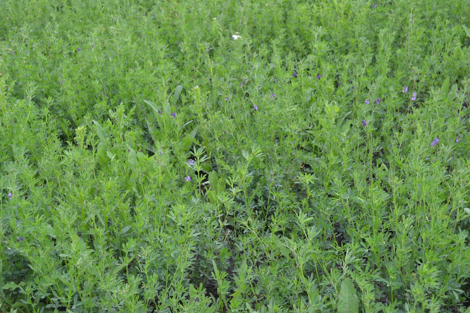 IN PERIL (PinP) An antidote for fake news. Roundup Ready