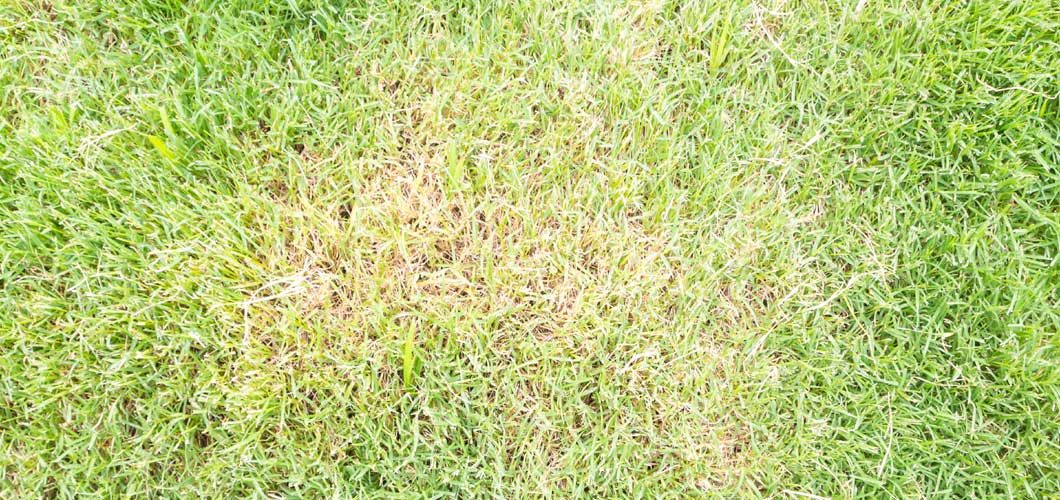 Grass Turning Yellow Cause And How To Fix It Best Manual Lawn Aerator