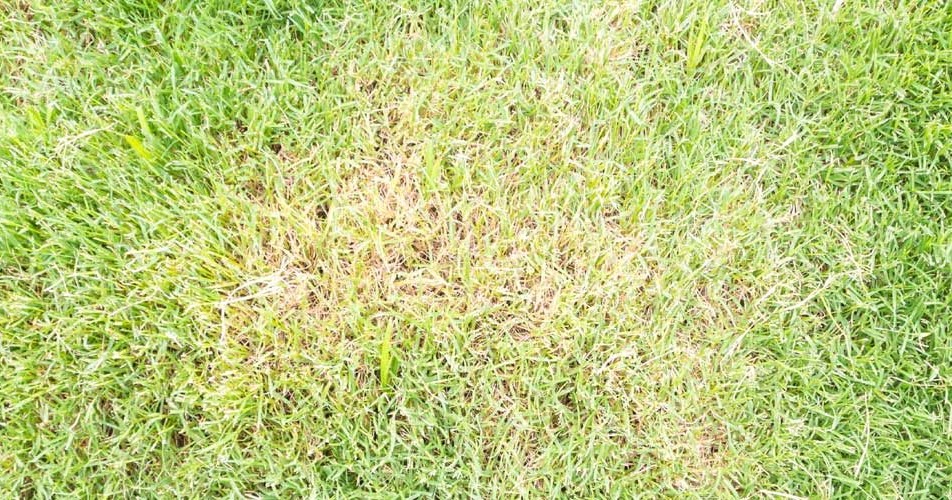Grass Turning Yellow Cause And How To Fix It Best Manual Lawn Aerator