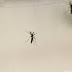 Tabatinga: Ação para combater o Aedes Aegypti acontece na próxima segunda (03)