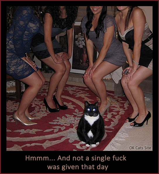 Photoshopped Cat picture • Funny cat surrounded by 4 'crazy cat girls' but zero fucks given, haha! Photoshopped Cat picture • Funny cat surrounded by 4 'crazy cat girls' but zero fucks given, haha!