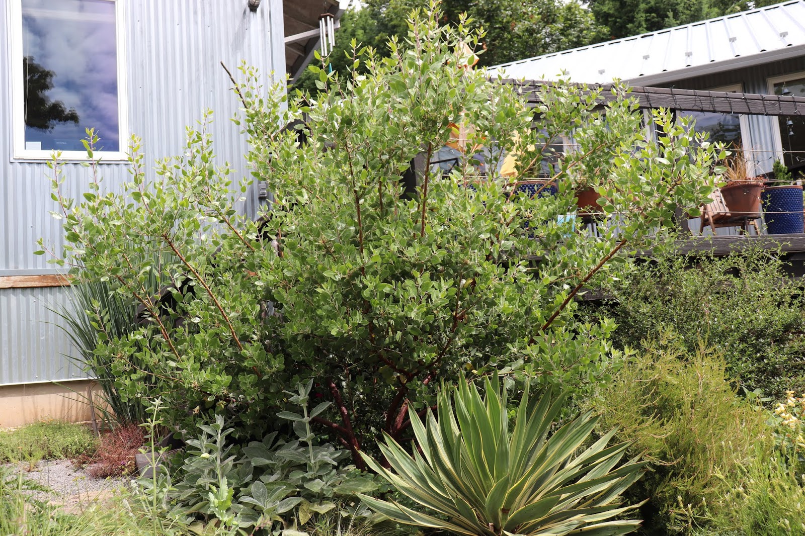 Garden Musings Beware Of Boxwoods