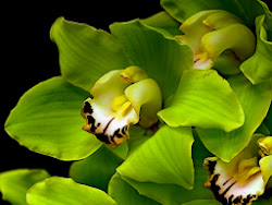 orchid flowers flower desktop wallpapers orchids resolution attractive wallpapersafari