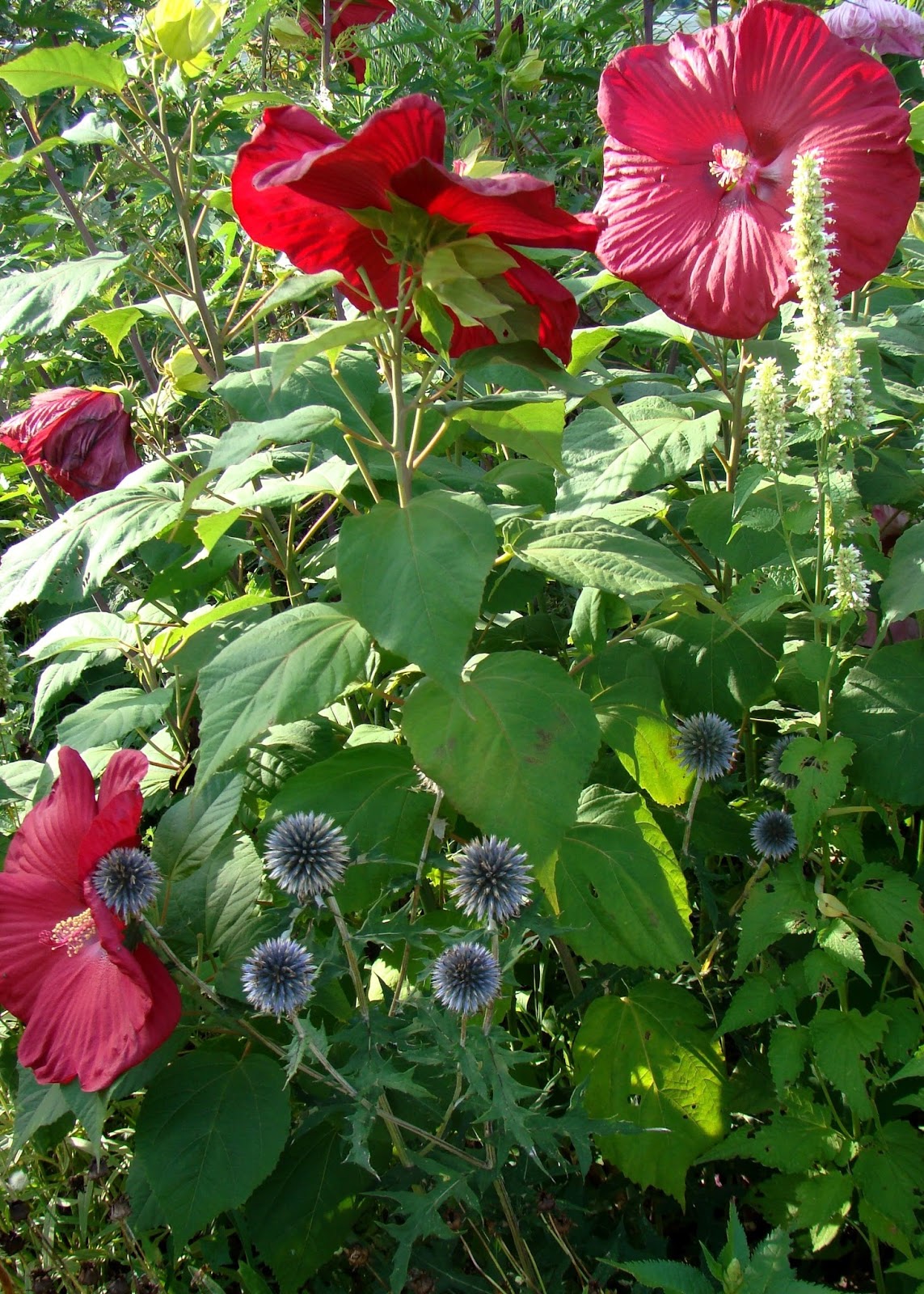 Hardy Hibiscus for Your Summer Garden