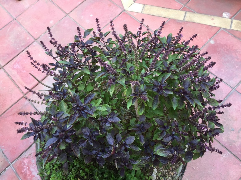 How to Collect Basil Seeds